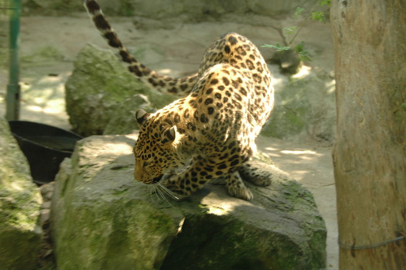 Фотографии -> Поездки -> Отпуск в Крыму (28 июня - 26 июля 2008) ->  Ялтинский зоопарк -> Ялтинский зоопарк - 174