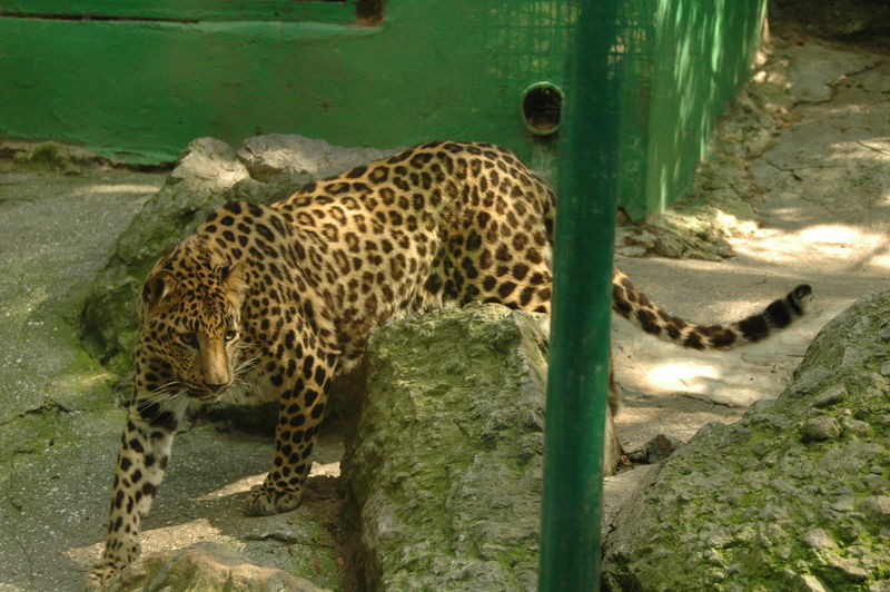 Фотографии -> Поездки -> Отпуск в Крыму (28 июня - 26 июля 2008) ->  Ялтинский зоопарк -> Ялтинский зоопарк - 175