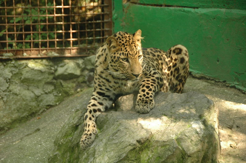 Фотографии -> Поездки -> Отпуск в Крыму (28 июня - 26 июля 2008) ->  Ялтинский зоопарк -> Ялтинский зоопарк - 176