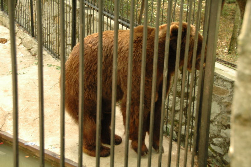 Фотографии -> Поездки -> Отпуск в Крыму (28 июня - 26 июля 2008) ->  Ялтинский зоопарк -> Ялтинский зоопарк - 180