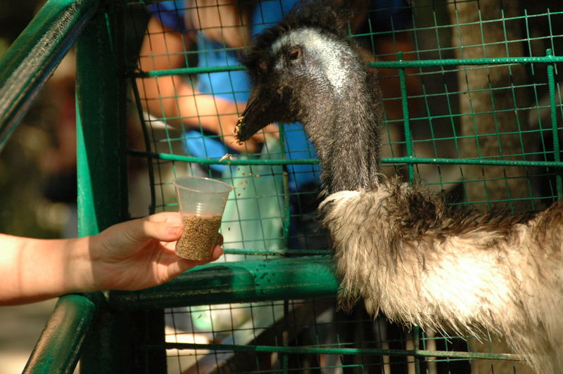 Фотографии -> Поездки -> Отпуск в Крыму (28 июня - 26 июля 2008) ->  Ялтинский зоопарк -> Ялтинский зоопарк - 189