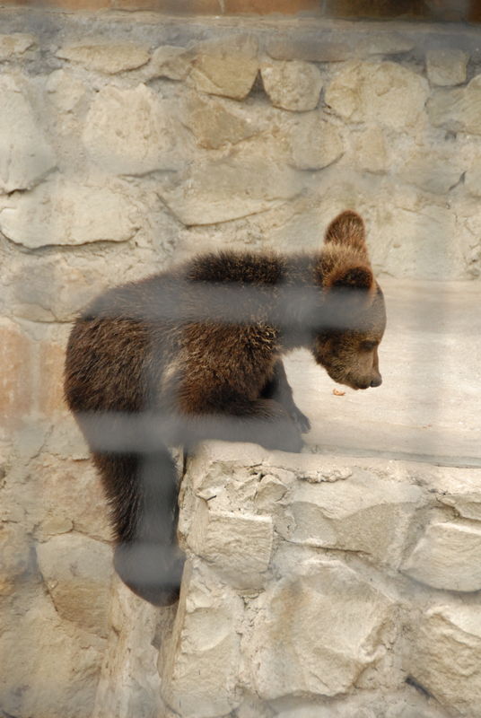 Фотографии -> Поездки -> Отпуск в Крыму (9-26 июля 2009) ->  Зоопарк -> Зоопарк - 044