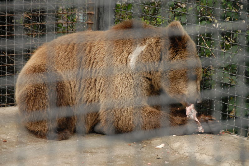 Фотографии -> Поездки -> Отпуск в Крыму (9-26 июля 2009) ->  Зоопарк -> Зоопарк - 045