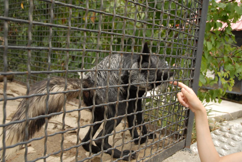 Фотографии -> Поездки -> Отпуск в Крыму (9-26 июля 2009) ->  Зоопарк -> Зоопарк - 047