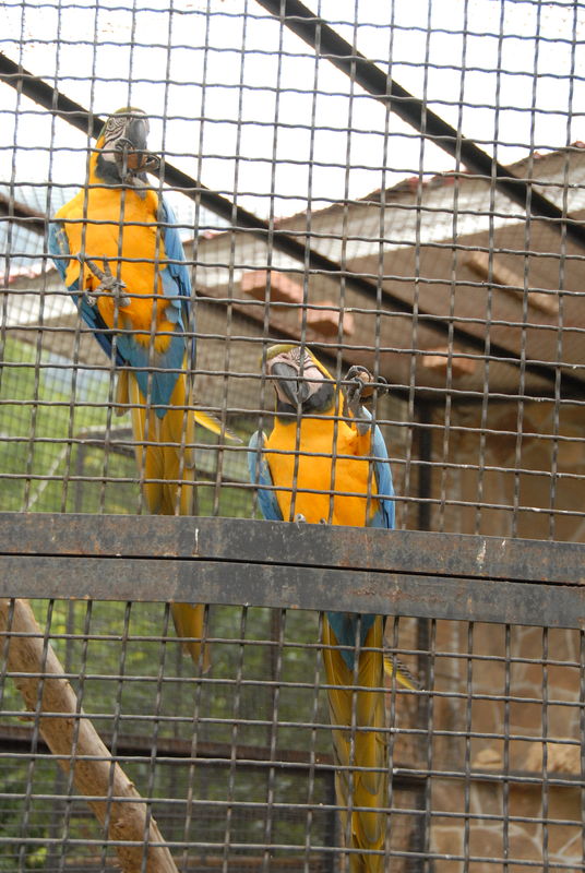 Фотографии -> Поездки -> Отпуск в Крыму (9-26 июля 2009) ->  Зоопарк -> Зоопарк - 088