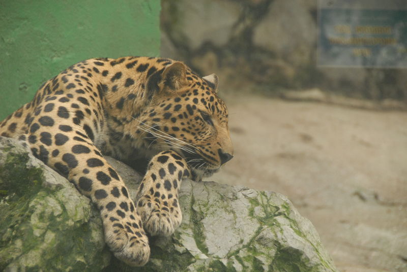 Фотографии -> Поездки -> Отпуск в Крыму (9-26 июля 2009) ->  Зоопарк -> Зоопарк - 111
