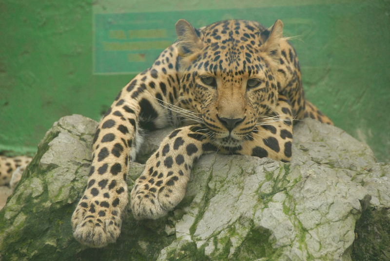 Фотографии -> Поездки -> Отпуск в Крыму (9-26 июля 2009) ->  Зоопарк -> Зоопарк - 113