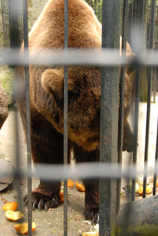 Фотографии -> Поездки -> Отпуск в Крыму (9-26 июля 2009) ->  Зоопарк -> Зоопарк - 114