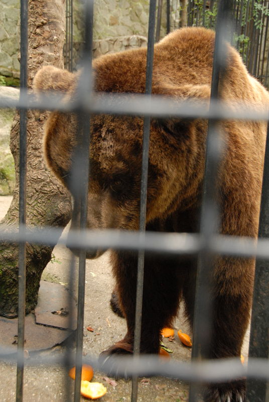 Фотографии -> Поездки -> Отпуск в Крыму (9-26 июля 2009) ->  Зоопарк -> Зоопарк - 115