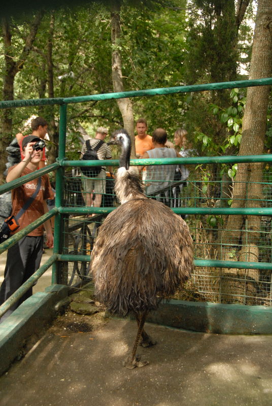 Фотографии -> Поездки -> Отпуск в Крыму (9-26 июля 2009) ->  Зоопарк -> Зоопарк - 133