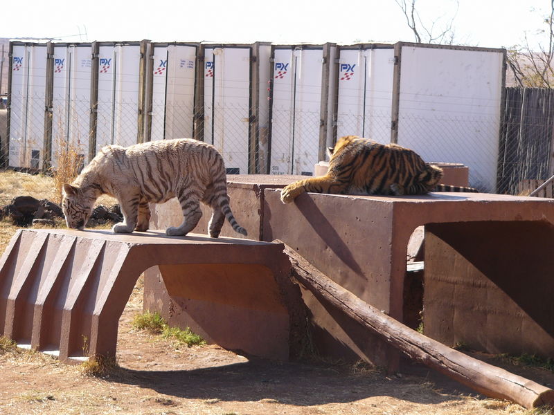 Фотографии -> Поездки -> 2-я поездка в Южную Африку (28 июля - 22 августа 2005) -> На отдыхе ->  Rhino & Lion Park -> Rhino & Lion Park - 128