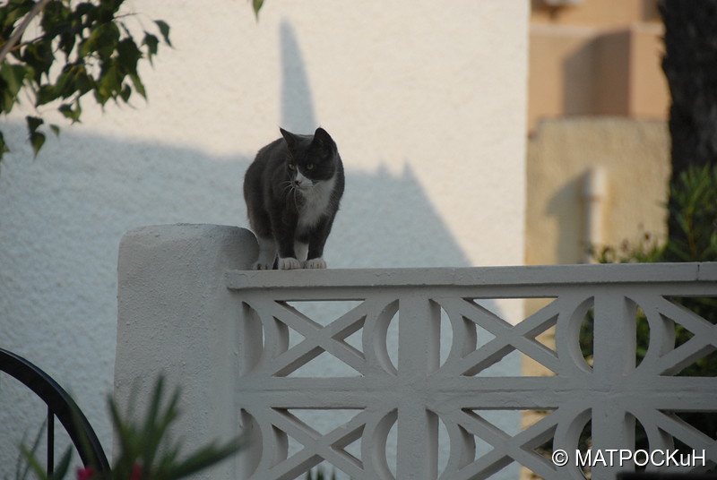 Фотографии -> Поездки -> Отпуск в Испании (15-30 июля и 2-16 сентября 2017) ->  Кошки и другие животные -> Кошки и другие животные - 007