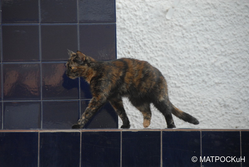 Фотографии -> Поездки -> Отпуск в Испании (15-30 июля и 2-16 сентября 2017) ->  Кошки и другие животные -> Кошки и другие животные - 008