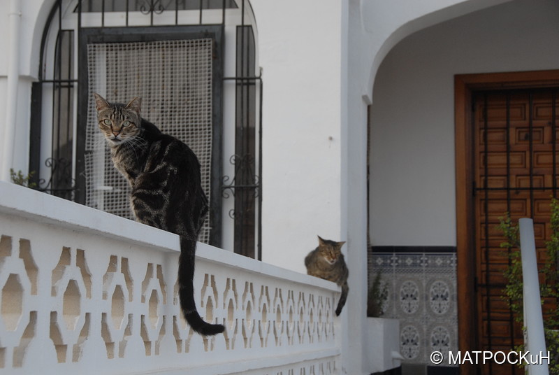 Фотографии -> Поездки -> Отпуск в Испании (15-30 июля и 2-16 сентября 2017) ->  Кошки и другие животные -> Кошки и другие животные - 011