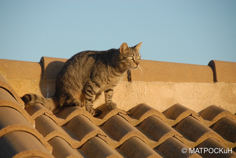 Фотографии -> Поездки -> Отпуск в Испании (15-30 июля и 2-16 сентября 2017) ->  Кошки и другие животные -> Кошки и другие животные - 023