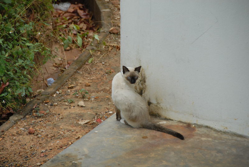 Фотографии -> Поездки -> Отпуск на острове Чанг (7-19 февраля 2011) ->  Животные -> Животные - 004