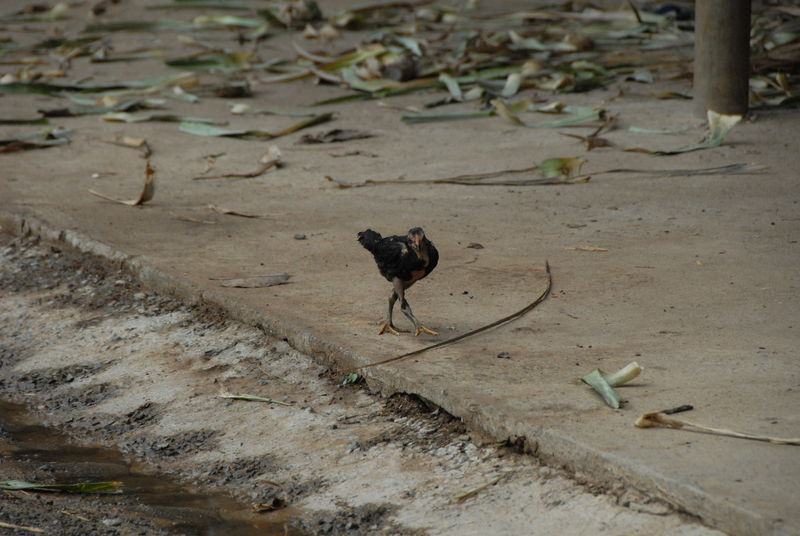 Фотографии -> Поездки -> Отпуск на острове Чанг (7-19 февраля 2011) ->  Животные -> Животные - 005