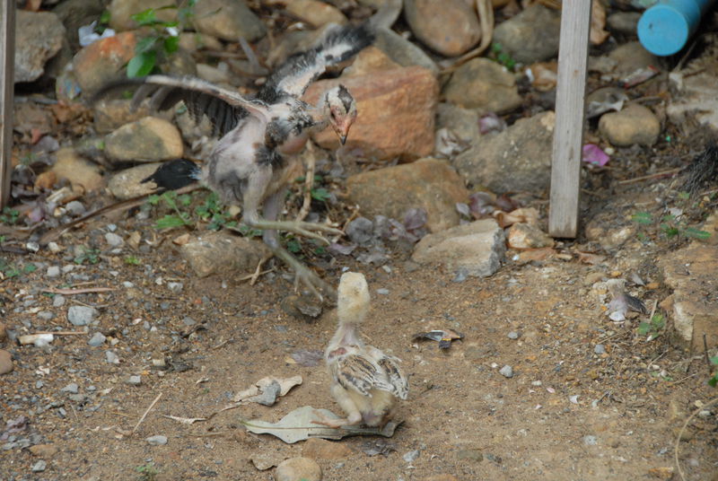 Фотографии -> Поездки -> Отпуск на острове Чанг (7-19 февраля 2011) ->  Животные -> Животные - 008