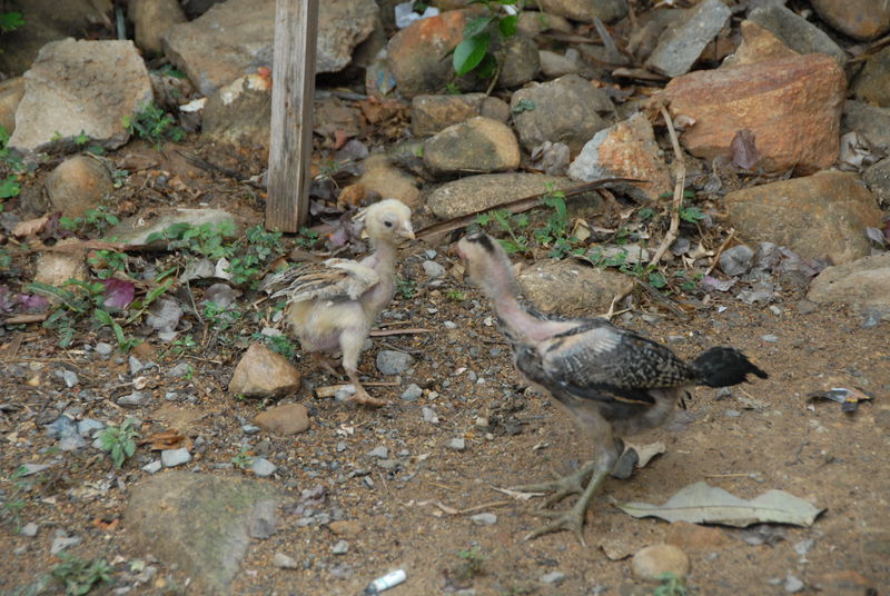Фотографии -> Поездки -> Отпуск на острове Чанг (7-19 февраля 2011) ->  Животные -> Животные - 009