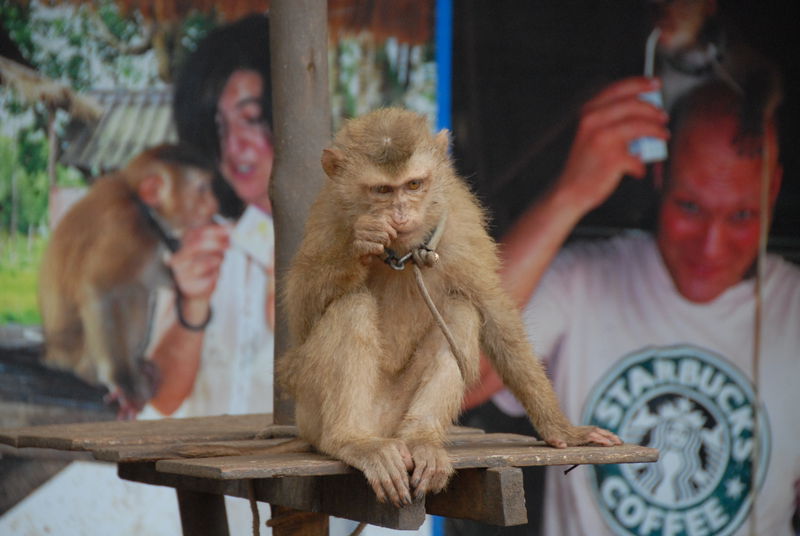 Фотографии -> Поездки -> Отпуск на острове Чанг (7-19 февраля 2011) ->  Животные -> Животные - 010