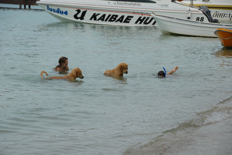 Фотографии -> Поездки -> Отпуск на острове Чанг (7-19 февраля 2011) ->  Животные -> Животные - 016