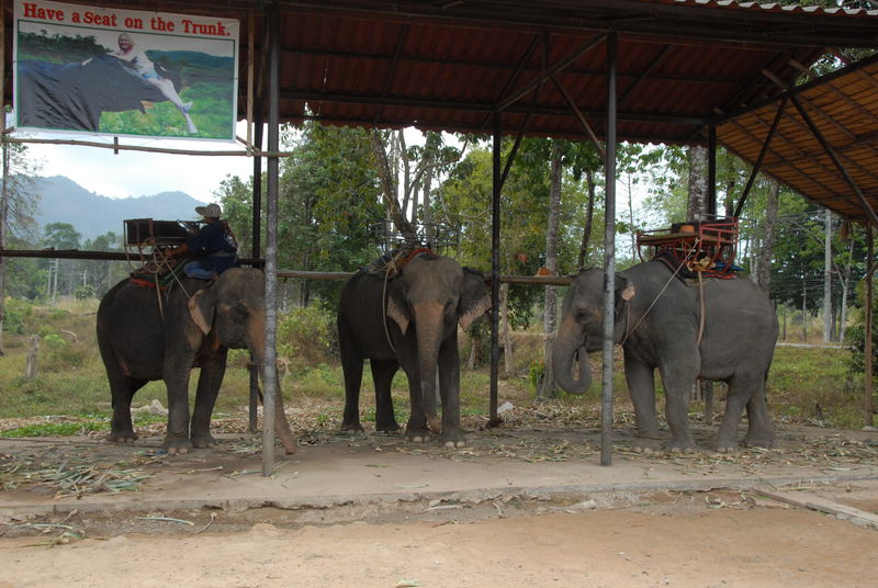 Фотографии -> Поездки -> Отпуск на острове Чанг (7-19 февраля 2011) ->  Прогулка на слонах -> Прогулка на слонах - 001