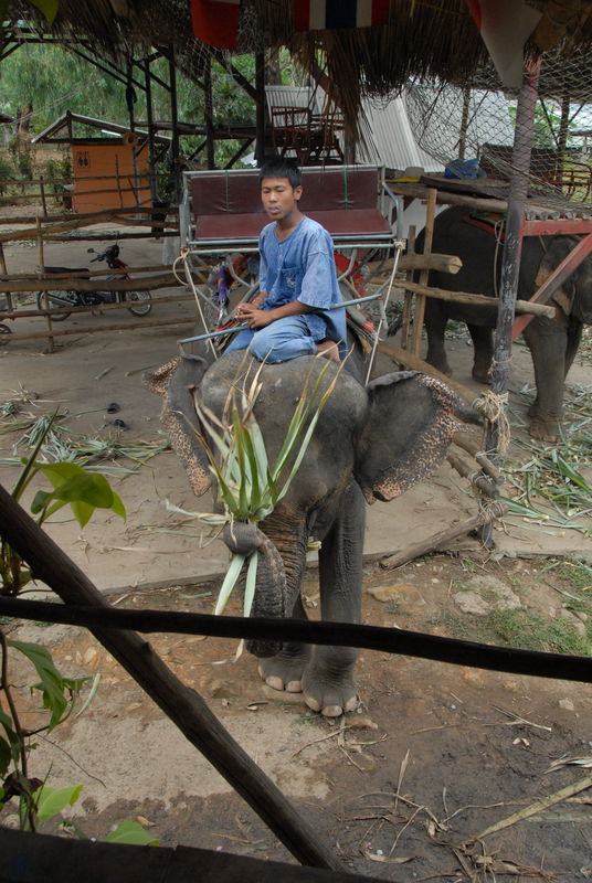 Фотографии -> Поездки -> Отпуск на острове Чанг (7-19 февраля 2011) ->  Прогулка на слонах -> Прогулка на слонах - 002