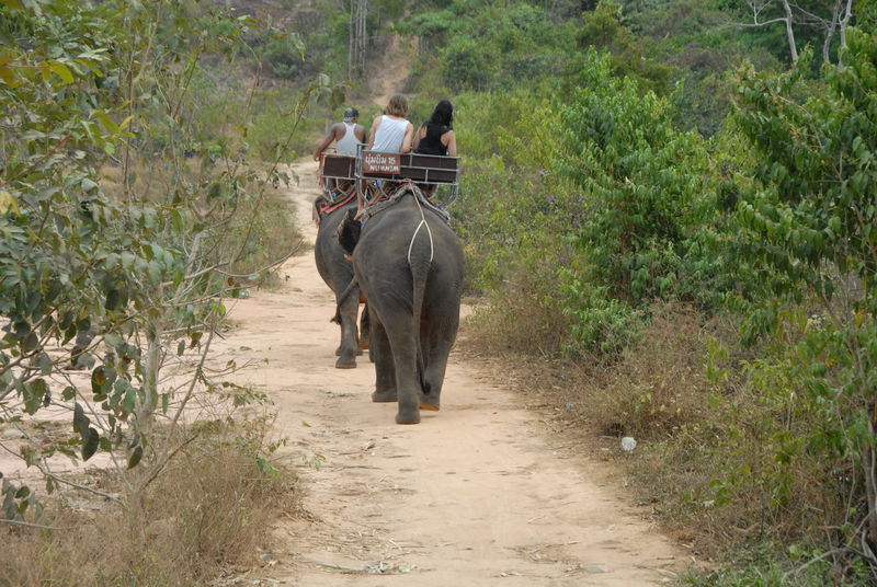 Фотографии -> Поездки -> Отпуск на острове Чанг (7-19 февраля 2011) ->  Прогулка на слонах -> Прогулка на слонах - 004