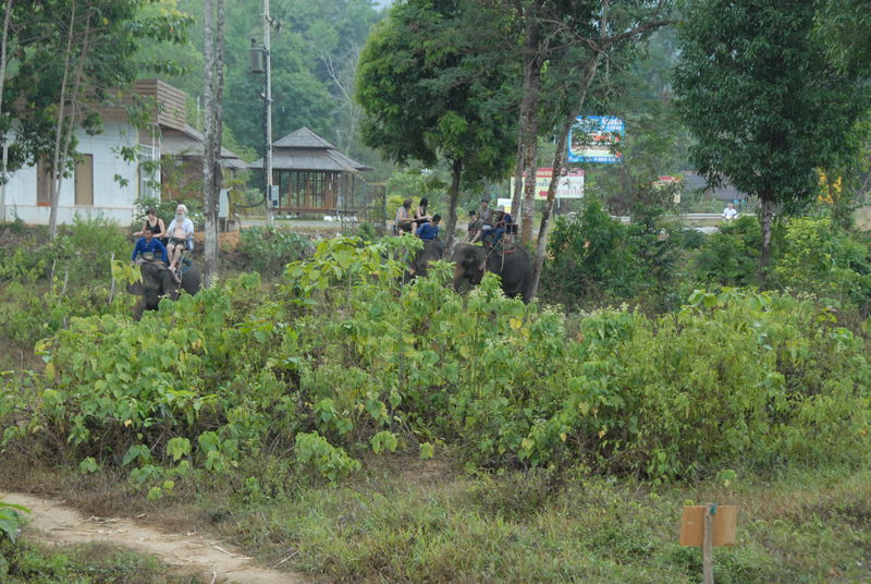 Фотографии -> Поездки -> Отпуск на острове Чанг (7-19 февраля 2011) ->  Прогулка на слонах -> Прогулка на слонах - 026
