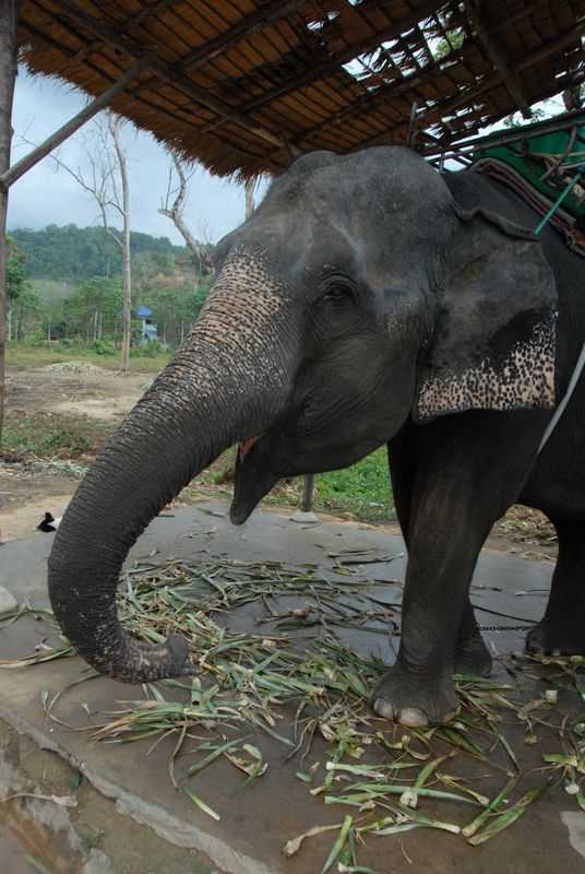 Фотографии -> Поездки -> Отпуск на острове Чанг (7-19 февраля 2011) ->  Прогулка на слонах -> Прогулка на слонах - 027