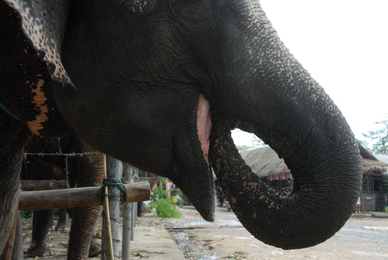 Фотографии -> Поездки -> Отпуск на острове Чанг (7-19 февраля 2011) ->  Прогулка на слонах -> Прогулка на слонах - 028