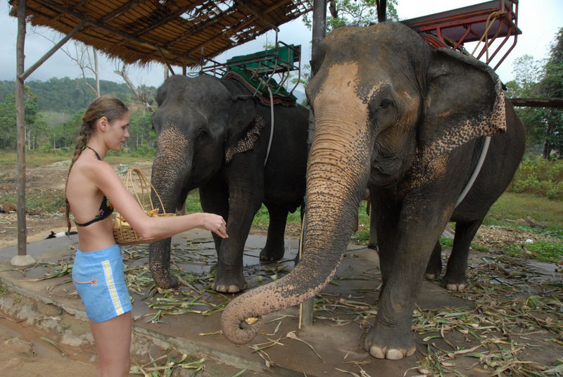 Фотографии -> Поездки -> Отпуск на острове Чанг (7-19 февраля 2011) ->  Прогулка на слонах -> Прогулка на слонах - 030