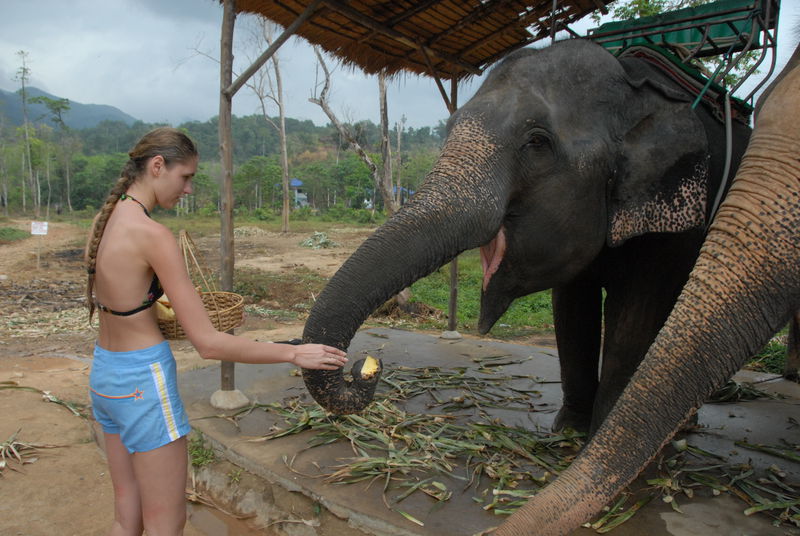 Фотографии -> Поездки -> Отпуск на острове Чанг (7-19 февраля 2011) ->  Прогулка на слонах -> Прогулка на слонах - 031