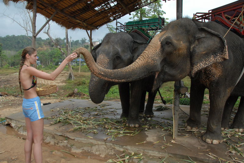 Фотографии -> Поездки -> Отпуск на острове Чанг (7-19 февраля 2011) ->  Прогулка на слонах -> Прогулка на слонах - 032