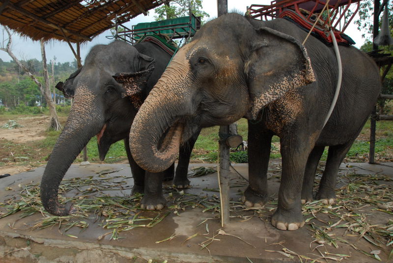 Фотографии -> Поездки -> Отпуск на острове Чанг (7-19 февраля 2011) ->  Прогулка на слонах -> Прогулка на слонах - 033