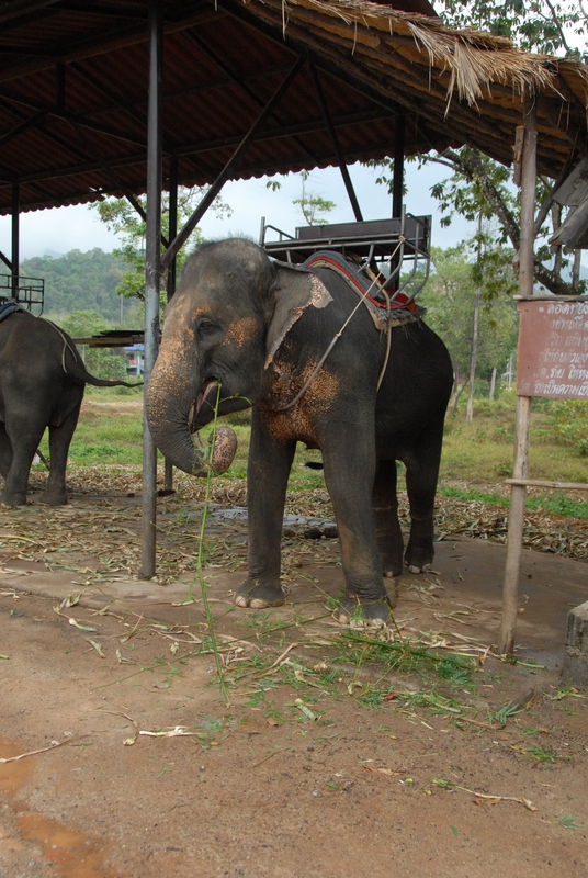 Фотографии -> Поездки -> Отпуск на острове Чанг (7-19 февраля 2011) ->  Прогулка на слонах -> Прогулка на слонах - 034