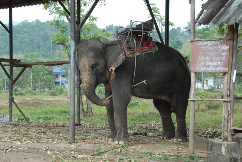 Фотографии -> Поездки -> Отпуск на острове Чанг (7-19 февраля 2011) ->  Прогулка на слонах -> Прогулка на слонах - 035