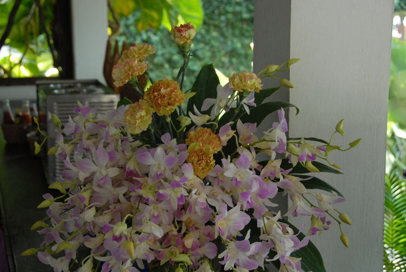 Фотографии -> Поездки -> Отпуск на острове Чанг (7-19 февраля 2011) ->  Цветы -> Цветы - 003
