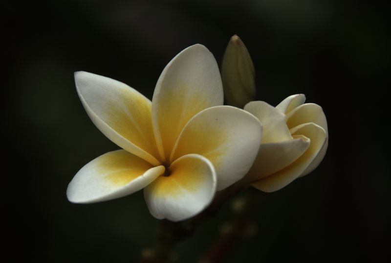 Фотографии -> Поездки -> Отпуск на острове Чанг (7-19 февраля 2011) ->  Цветы -> Цветы - 021