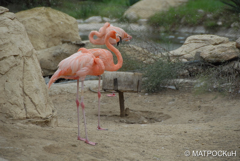 Фотографии -> Поездки -> Отпуск в Тунисе (15-30 сентября 2016) ->  Зоопарк -> Зоопарк - 011