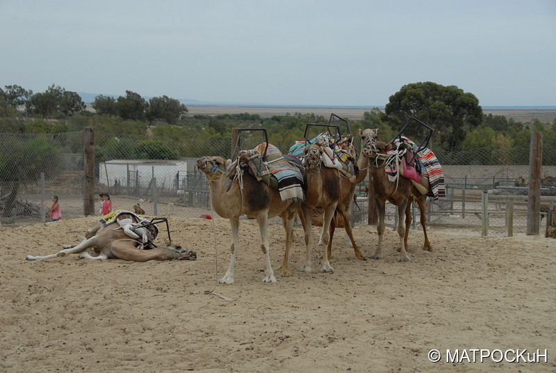 Фотографии -> Поездки -> Отпуск в Тунисе (15-30 сентября 2016) ->  Зоопарк -> Зоопарк - 027