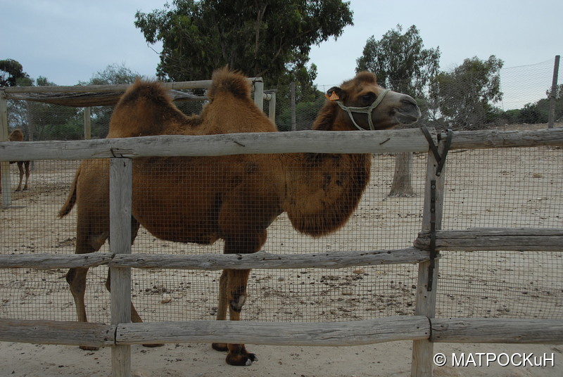 Фотографии -> Поездки -> Отпуск в Тунисе (15-30 сентября 2016) ->  Зоопарк -> Зоопарк - 028