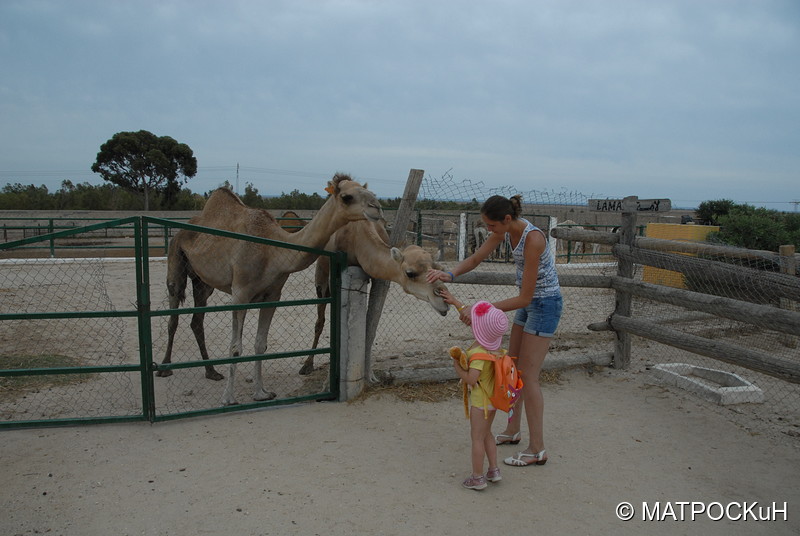 Фотографии -> Поездки -> Отпуск в Тунисе (15-30 сентября 2016) ->  Зоопарк -> Зоопарк - 034