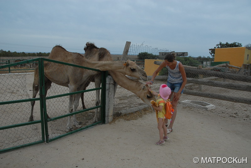 Фотографии -> Поездки -> Отпуск в Тунисе (15-30 сентября 2016) ->  Зоопарк -> Зоопарк - 035