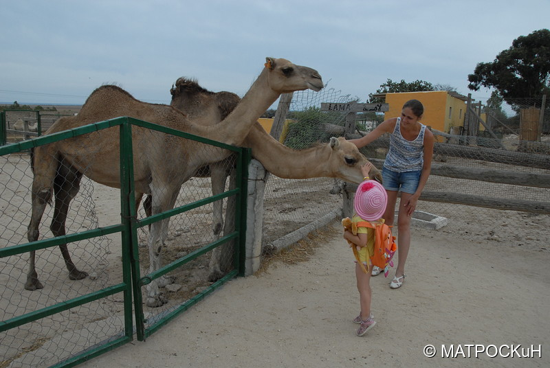 Фотографии -> Поездки -> Отпуск в Тунисе (15-30 сентября 2016) ->  Зоопарк -> Зоопарк - 036