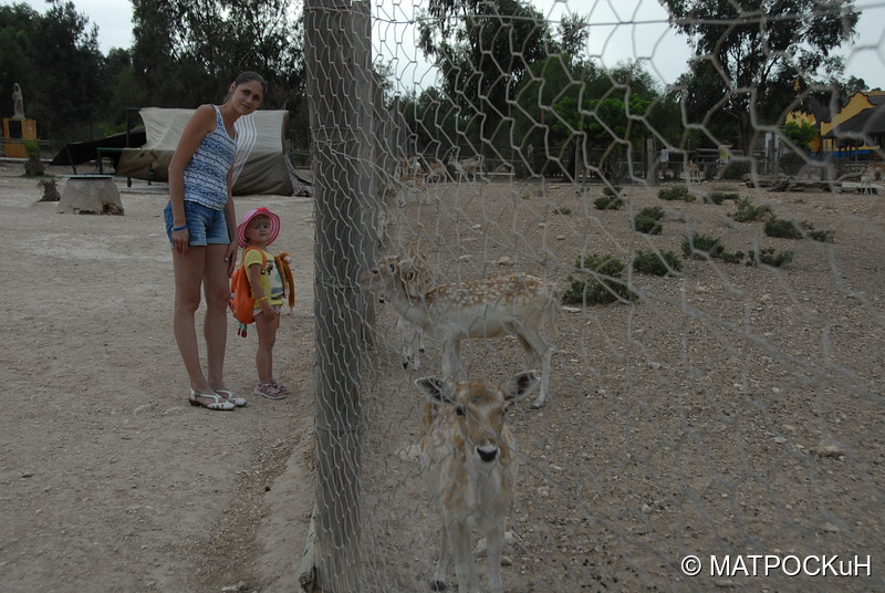 Фотографии -> Поездки -> Отпуск в Тунисе (15-30 сентября 2016) ->  Зоопарк -> Зоопарк - 041