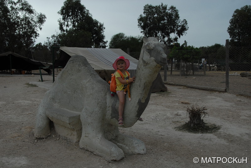 Фотографии -> Поездки -> Отпуск в Тунисе (15-30 сентября 2016) ->  Зоопарк -> Зоопарк - 043