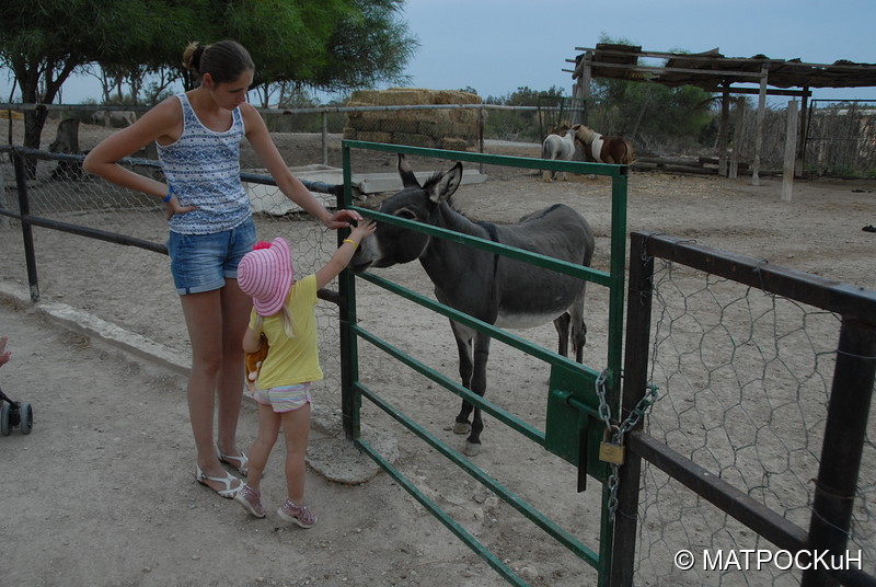 Фотографии -> Поездки -> Отпуск в Тунисе (15-30 сентября 2016) ->  Зоопарк -> Зоопарк - 060