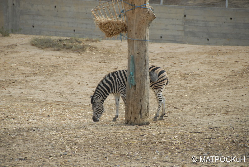 Фотографии -> Поездки -> Отпуск в Тунисе (15-30 сентября 2016) ->  Зоопарк -> Зоопарк - 076