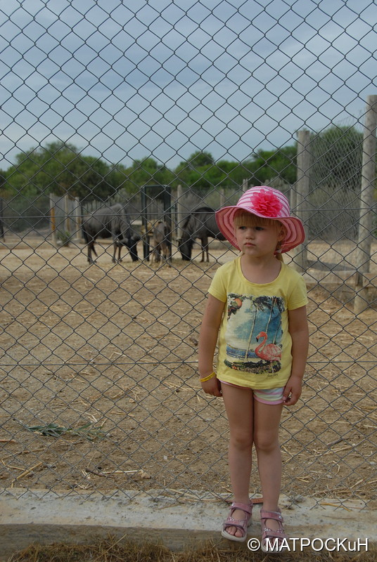Фотографии -> Поездки -> Отпуск в Тунисе (15-30 сентября 2016) ->  Зоопарк -> Зоопарк - 078